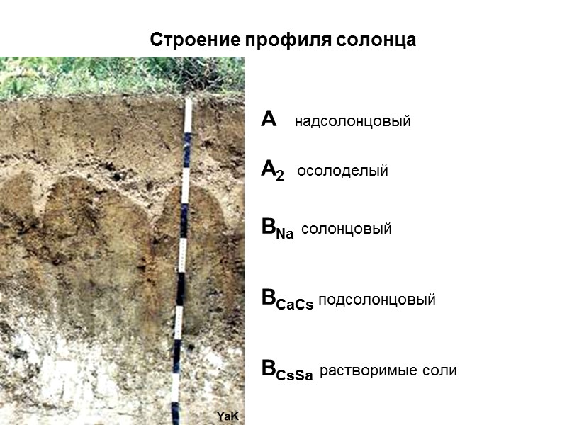 Строение профиля солонца A   надсолонцовый  A2    осолоделый 